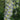Delphinium elatum 'Moonlight' - 2026