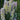 Delphinium elatum 'Sweet Sensations' - 2026