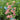 Delphinium ruysii 'Pink Sensation' - 2026