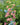 Delphinium ruysii 'Pink Sensation' - 2026