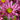 Dendranthema rubellum 'Clara Curtis' - 2026