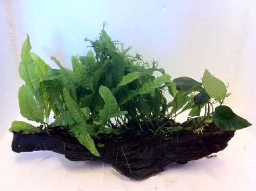 Anubias + Java Fern Bogwood - Tropical Water Live Aquarium Plants ...