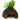 Java Fern Windelov + Java Moss Coconut - Live Aquarium Plants