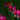 Dicentra 'Burning Hearts' - 2026