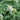 Dicentra 'Ivory Hearts' - 2026