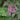 Dicentra Eximia 'Stuart Boothman'