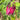 Dicentra formosa 'Bacchanal' - 2026
