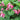 Dicentra formosa 'Luxuriant' - 2026