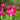 Dicentra spectabilis - 2026
