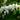 Dicentra spectabilis 'Alba' - 2026