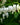 Dicentra spectabilis 'Alba' - 2026
