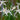 Dichromena colorata (Star grass) - Marginal Pond Plants - MBP032