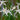 Dichromena Colorata - MBP032 Packs