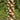 Digitalis ferruginea 'Gelber Herold' - 2026