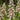 Digitalis lanata - 2026