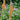 Digitalis parviflora - 2026