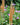 Digitalis Parviflora