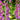 Digitalis purpurea - 2026