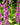 Digitalis purpurea - 2026