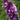 Digitalis purpurea 'Gloxiniiflora' - 2026