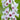 Digitalis purpurea 'Pam's Choice' - 2026