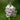 Digitalis purpurea 'Snow Thimble' - 2026
