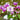 DodecatheonTemp