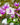 Dodecatheon 'Red Wing'