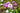 DodecatheonTemp