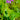 Dodecatheon jeffreyi - 2026