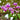 Dodecatheon meadia - 2026