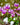Dodecatheon meadia - 2026