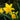 Narcissus odorus 'Double Campernelle' Bulb