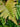 Dryopteris Erythrosora