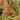 Dryopteris erythrosora - Marginal Pond Plants - BP033
