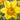 Daffodil 'Dutch Master' (6  Bulbs)