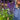 Salvia nemorosa Salute Deep Blue 2L