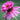Echinacea purpurea 'Double Decker' 9cm Pot