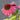 Echinacea purpurea 9cm / 2L