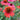 Echinacea 'Cheyenne Spirit' - 2026