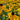 Echinacea paradoxa - 2026