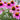 Echinacea purpurea - 2026