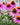 Echinacea purpurea - 2026