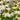 Echinacea purpurea 'Alba' - 2026
