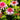 Echinacea purpurea 'Butterfly Kisses' - 2026