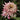 Echinacea purpurea 'Cherry Fluff' - 2026