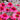 Echinacea purpurea 'Delicious Candy' - 2026