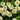 Echinacea purpurea 'Delicious Nougat' - 2026
