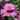 Echinacea purpurea 'Double Decker' - 2026