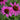 Echinacea purpurea 'Fatal Attraction' - 2026